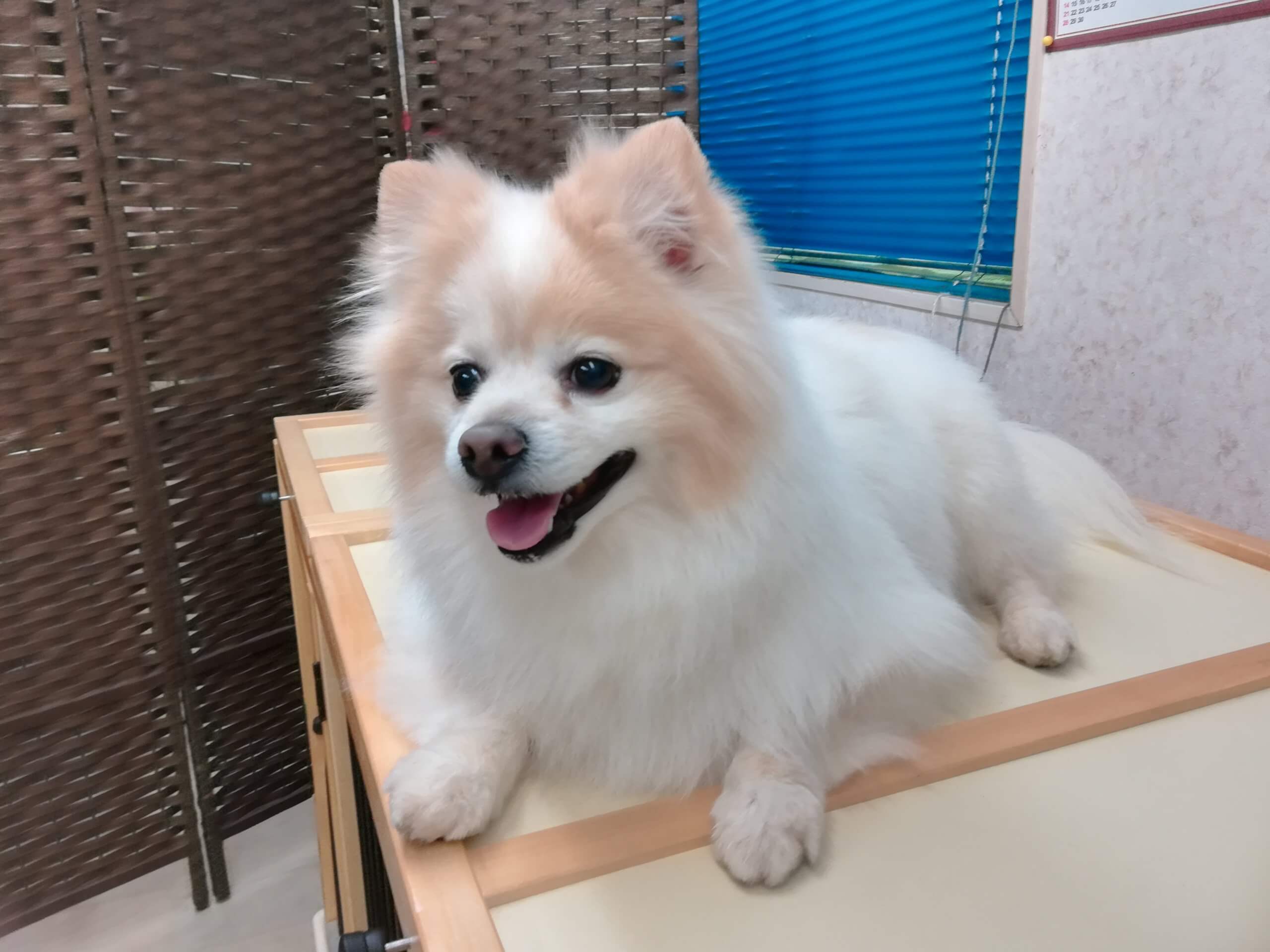 ポメラニアン&チワワのmix犬です