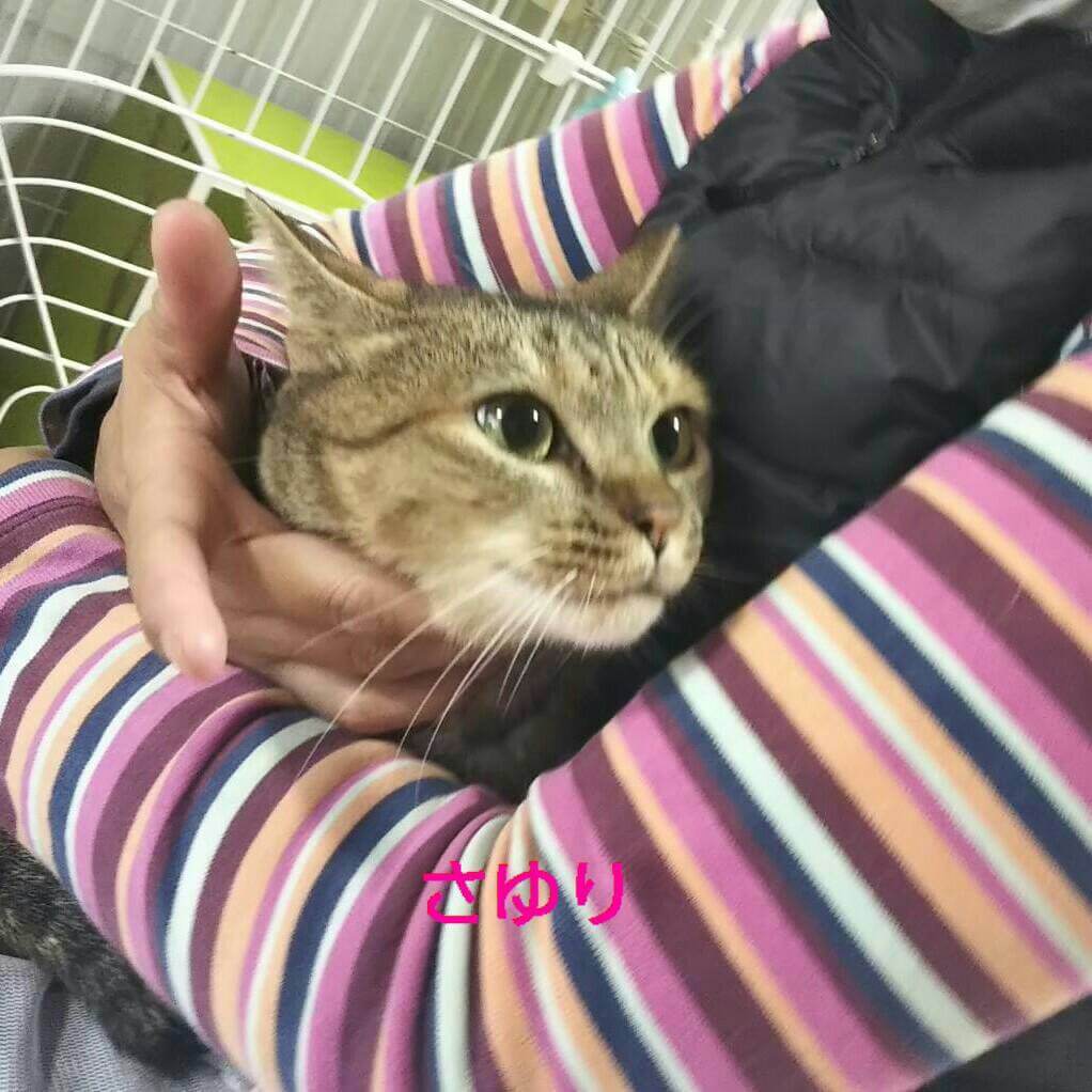 おとなしくて可愛い　さゆりちゃん　♪