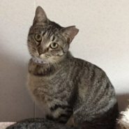 おとなしい甘えん坊　ふにちゃん