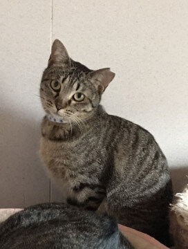 おとなしい甘えん坊　ふにちゃん