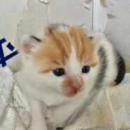 4月に生まれた子猫（女の子）