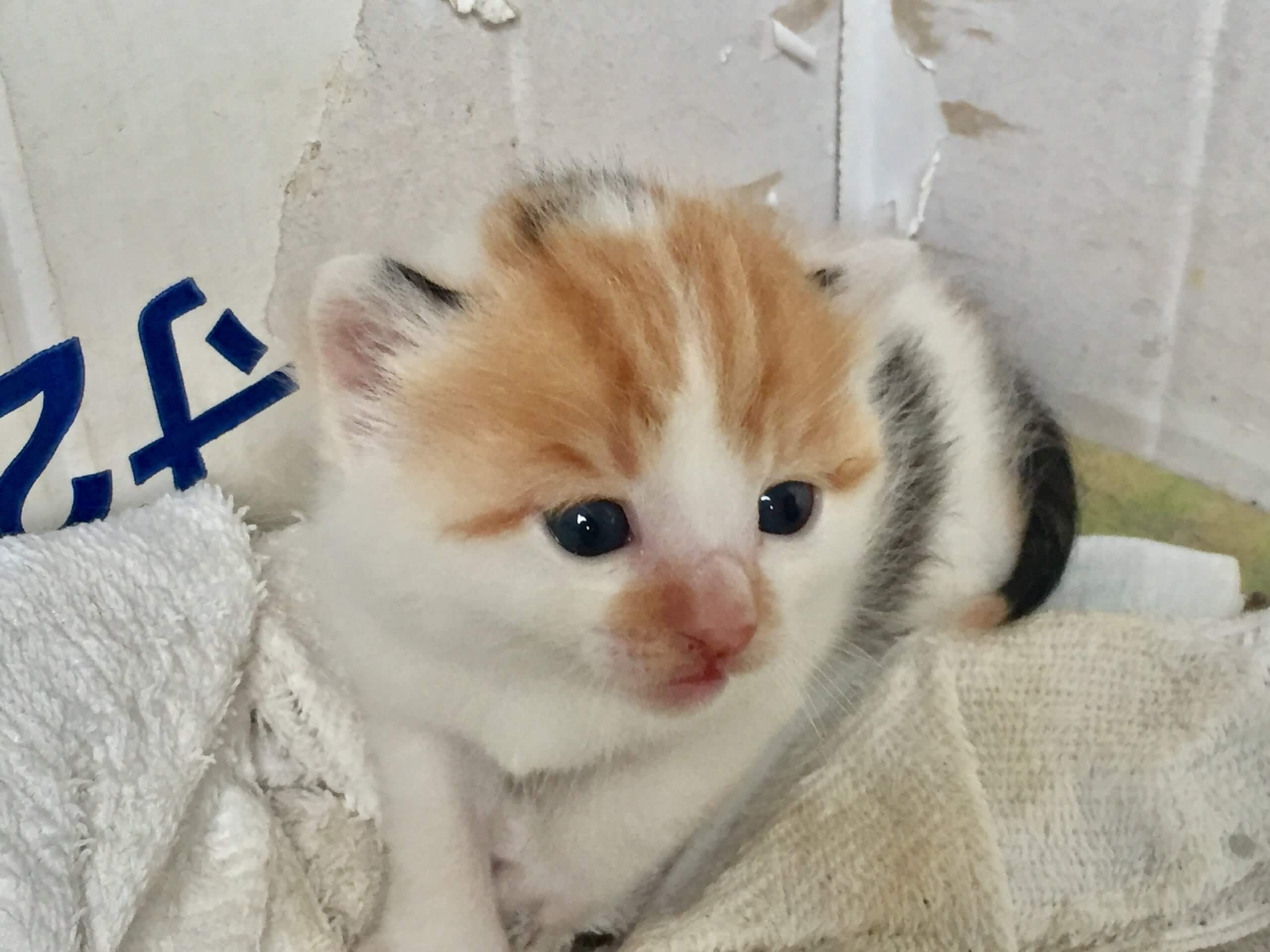 4月に生まれた子猫（女の子）