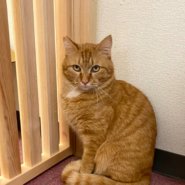 【保護猫】たら推定４歳♂茶トラ