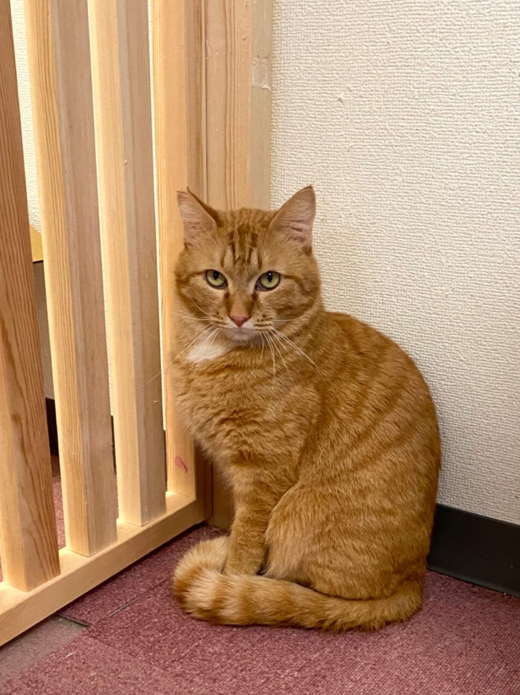 【保護猫】たら推定４歳♂茶トラ