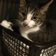 キジトラ甘えん坊はるきくん♂