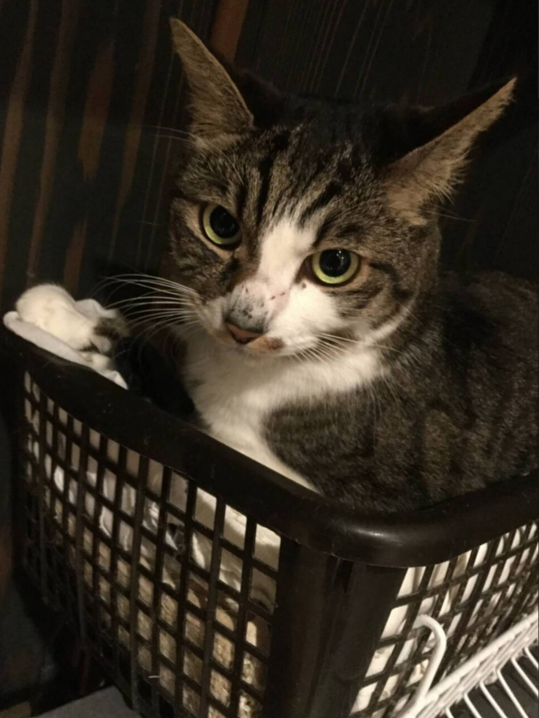 キジトラ甘えん坊はるきくん♂