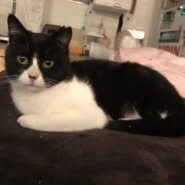 推定９ヶ月ハチワレ·きゅーとちゃん♀