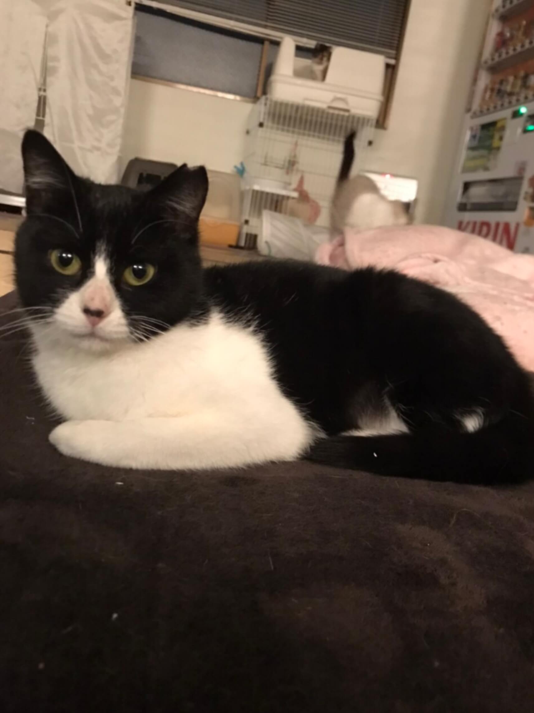 推定９ヶ月ハチワレ·きゅーとちゃん♀