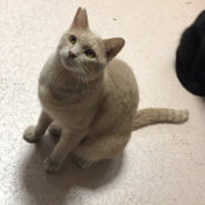 クリーム色の大人しい　しんごくん