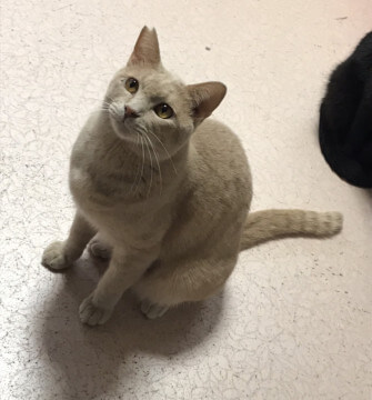 クリーム色の大人しい　しんごくん