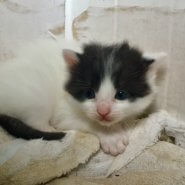 4月に生まれた子猫（男の子）