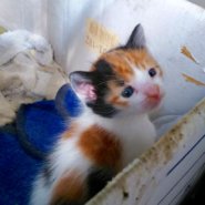 4月に生まれた子猫（女の子）