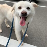 メギくん、ゴールデン風ミックス(男の子)