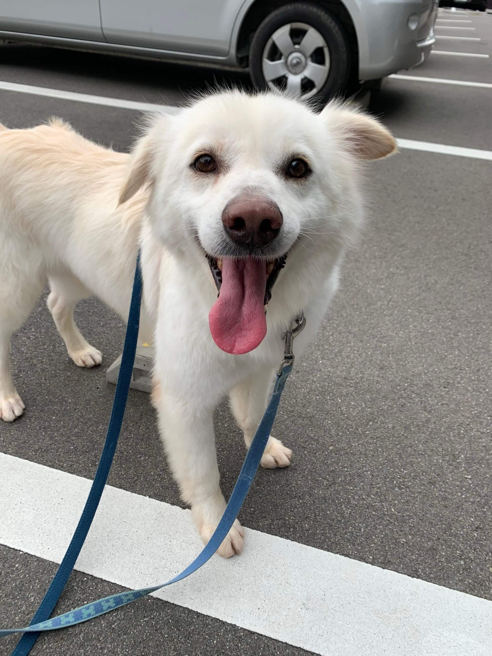 メギくん、ゴールデン風ミックス(男の子)