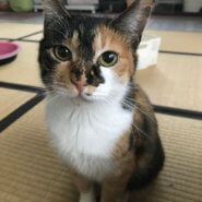 【保護猫】しゃーこ推定４歳♀三毛猫