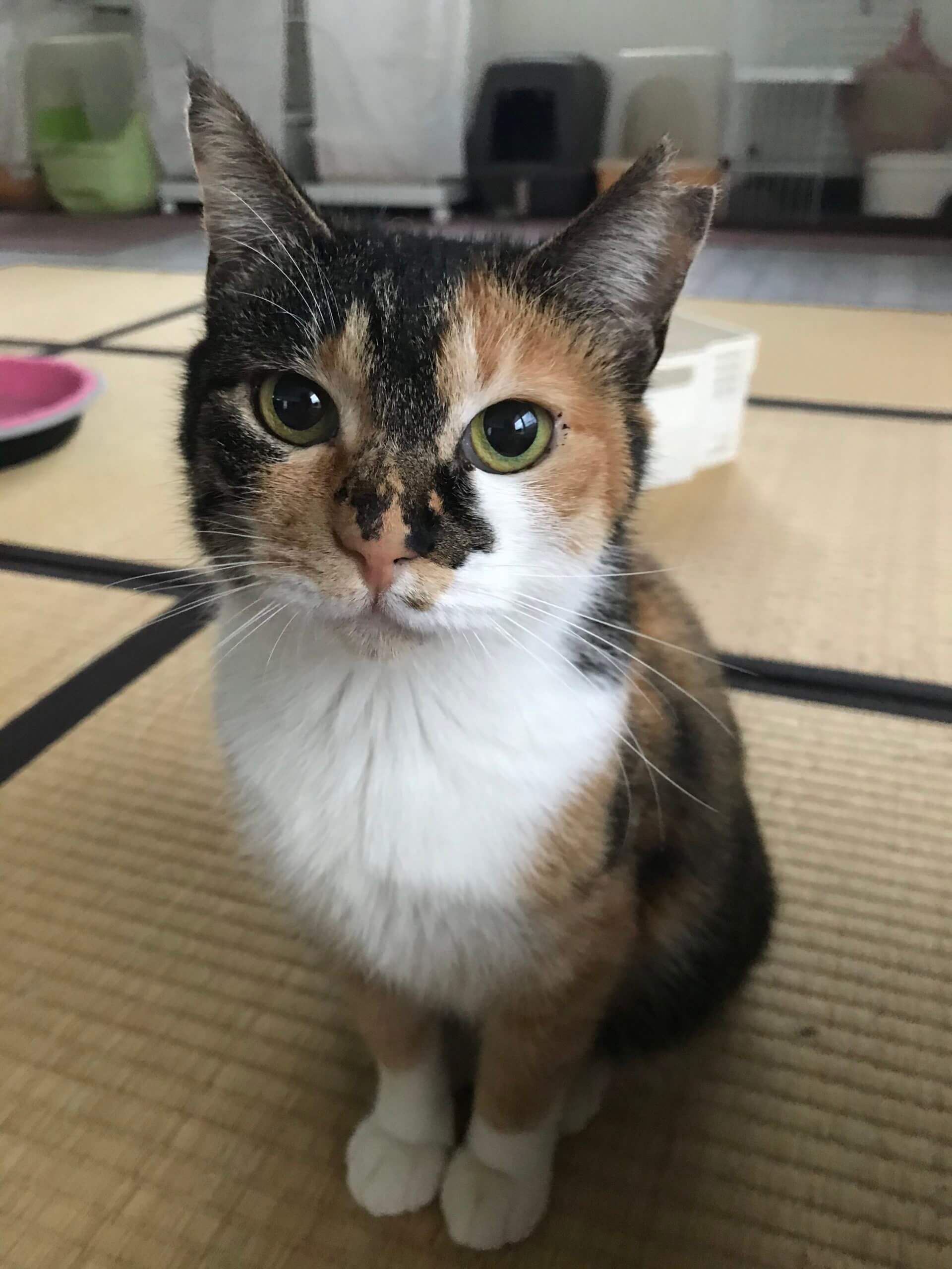 【保護猫】しゃーこ推定４歳♀三毛猫