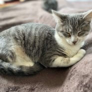 推定８ヶ月政宗くん♂好奇心旺盛♪