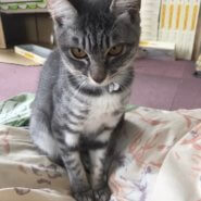 推定８ヶ月ひぃちゃん♀シルバーサバトラ美猫さんです♪