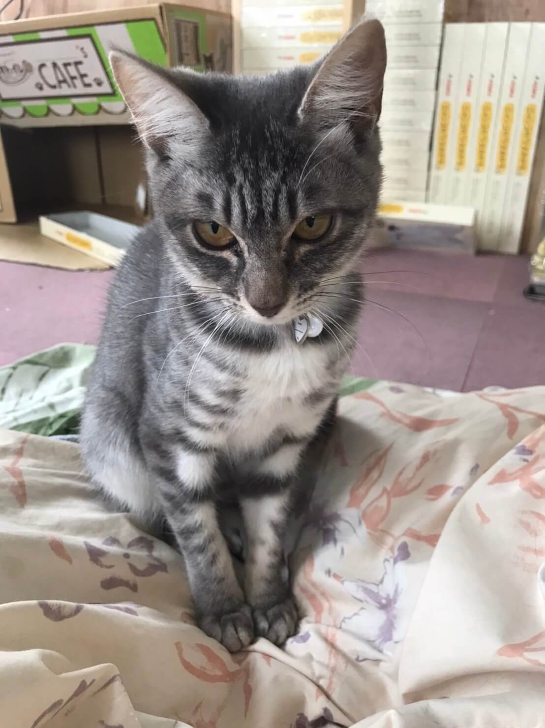 推定８ヶ月ひぃちゃん♀シルバーサバトラ美猫さんです♪