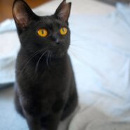 もうすぐ１歳、奥ゆかしい黒猫セシルちゃん