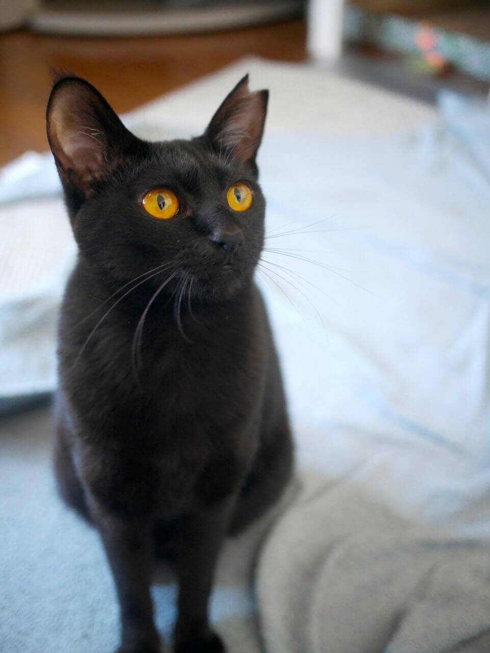 もうすぐ１歳、奥ゆかしい黒猫セシルちゃん