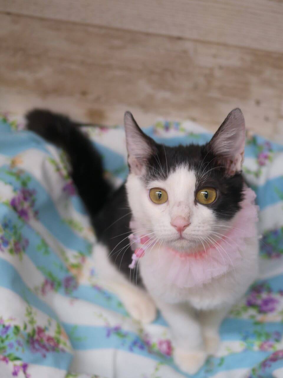 生後４か月のよく甘えるアネモネちゃん