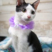 生後４か月の人なつこいミモザちゃん