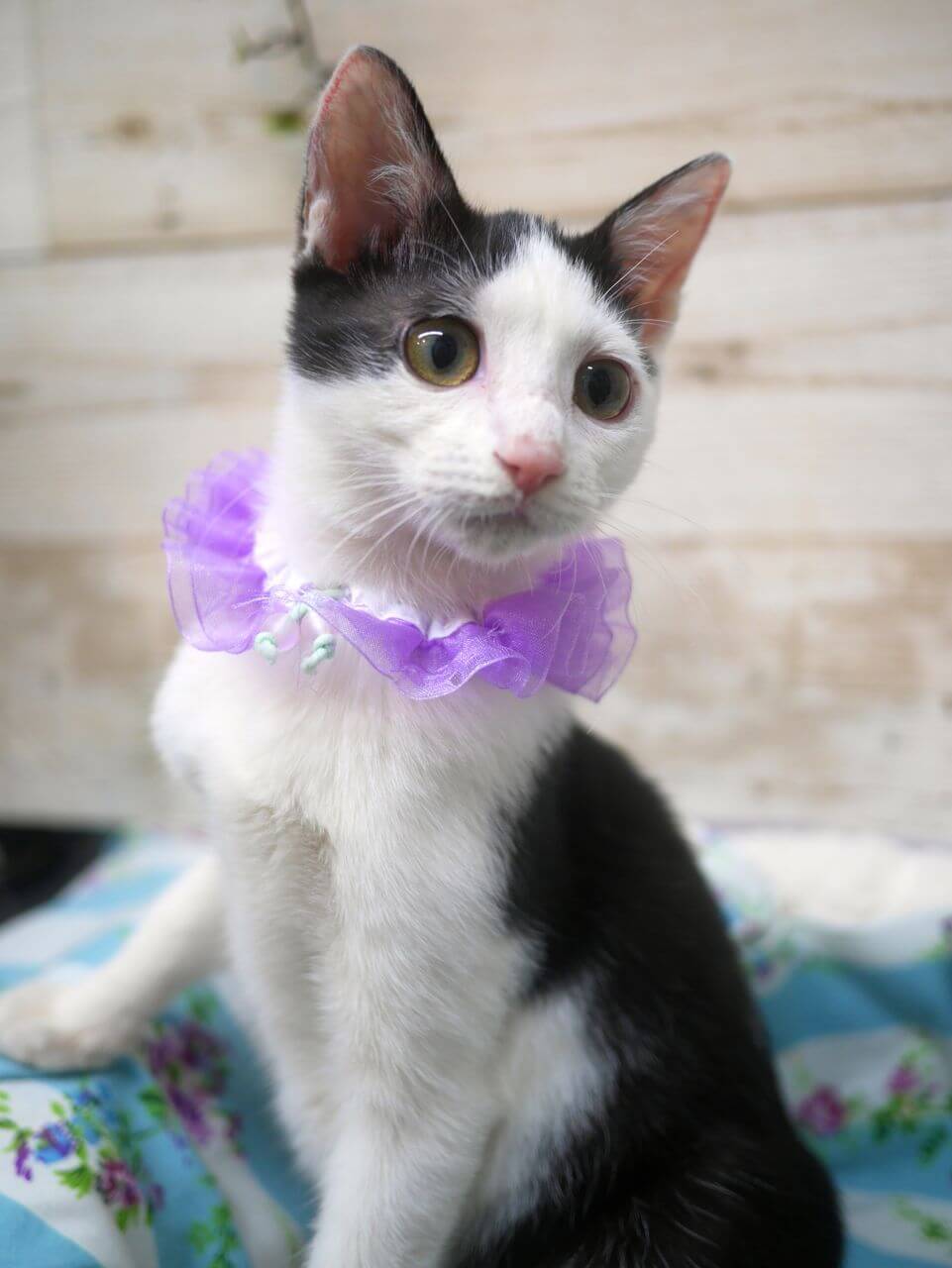 生後４か月の人なつこいミモザちゃん