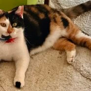 お茶目な三毛猫です