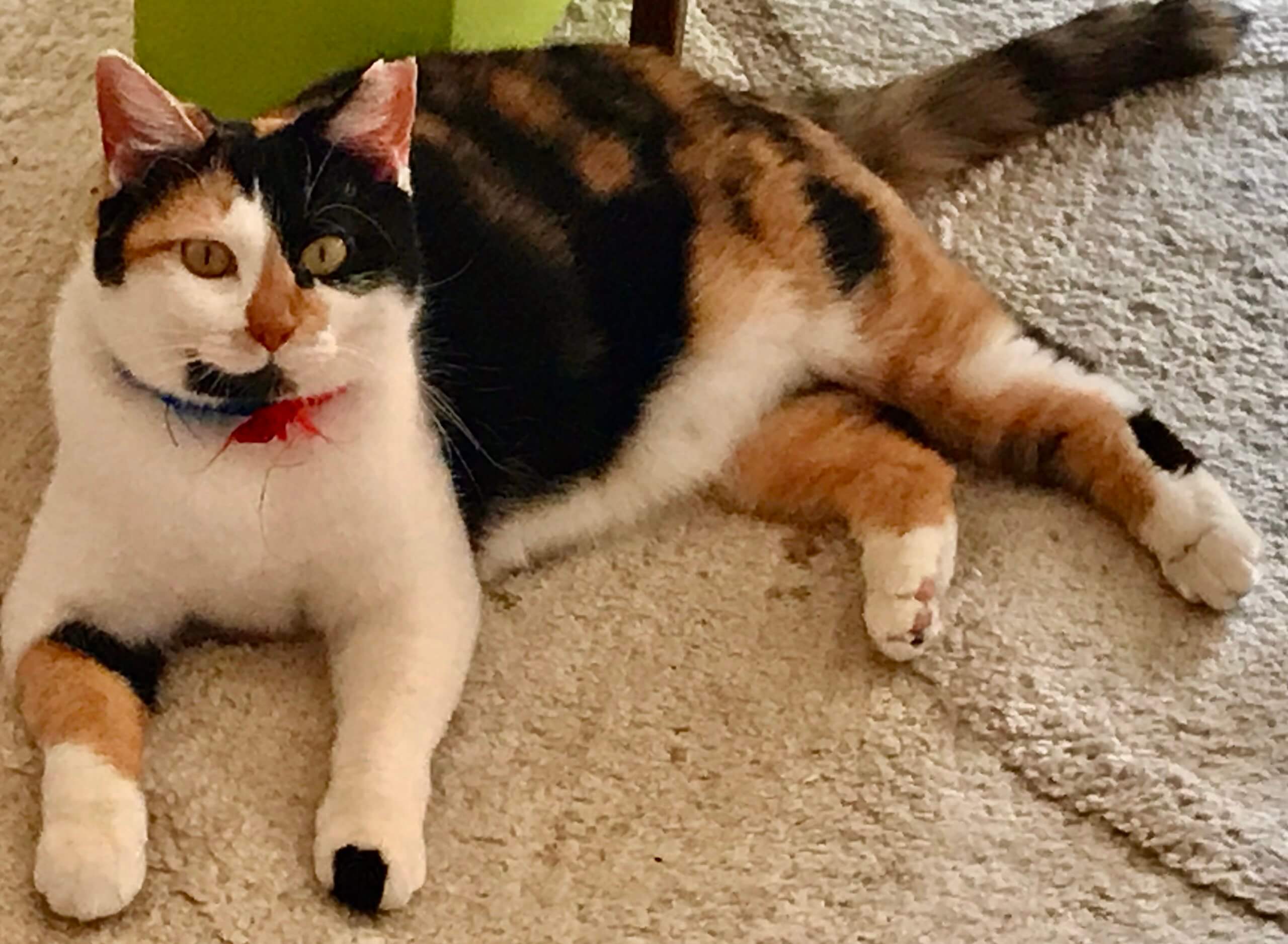 お茶目な三毛猫です