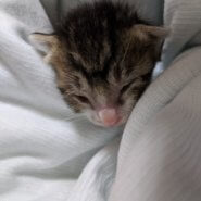 至急！ミルクボランティアさん助けて下さい！