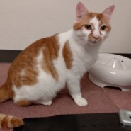 【保護猫】にゃんにゃ推定２歳♂茶白