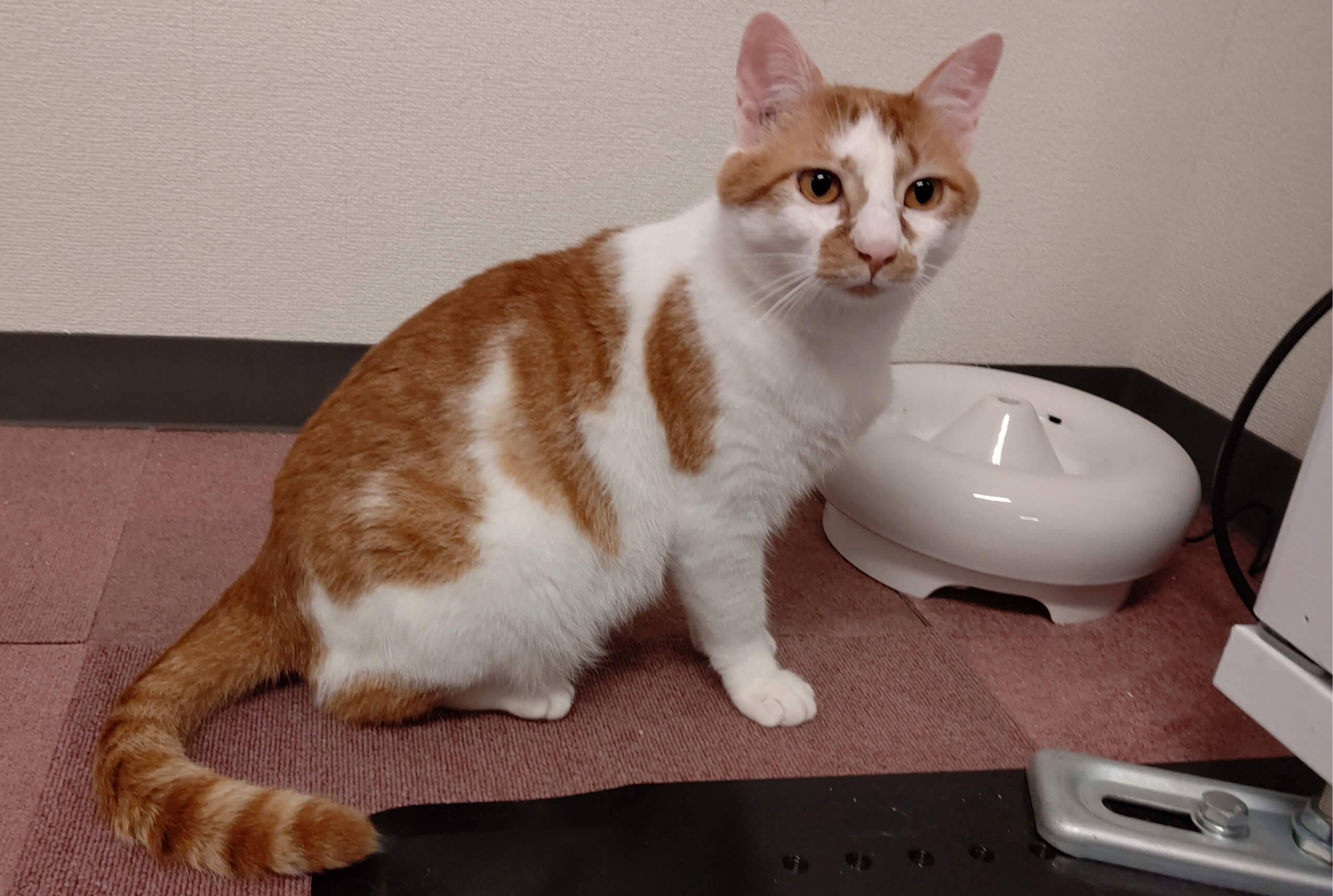 【保護猫】にゃんにゃ推定２歳♂茶白