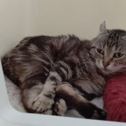 ニー♀６歳アメリカンカール