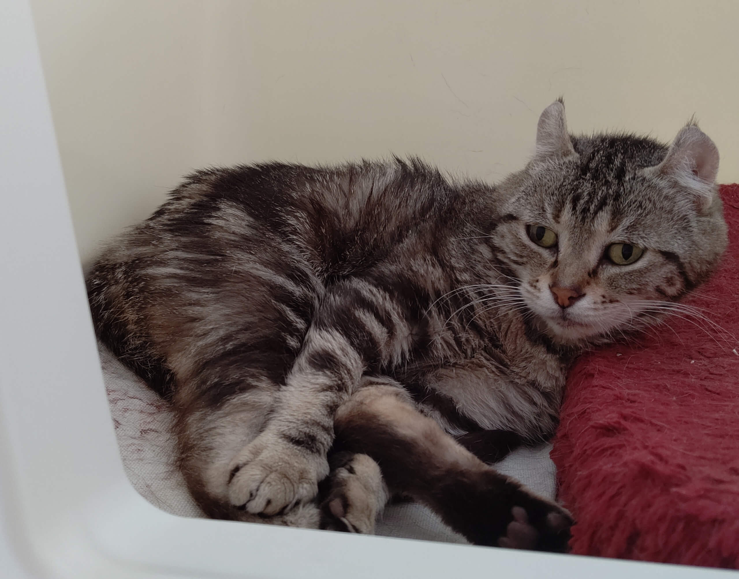 ニー♀６歳アメリカンカール