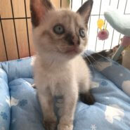 【保護猫】ナディア♀