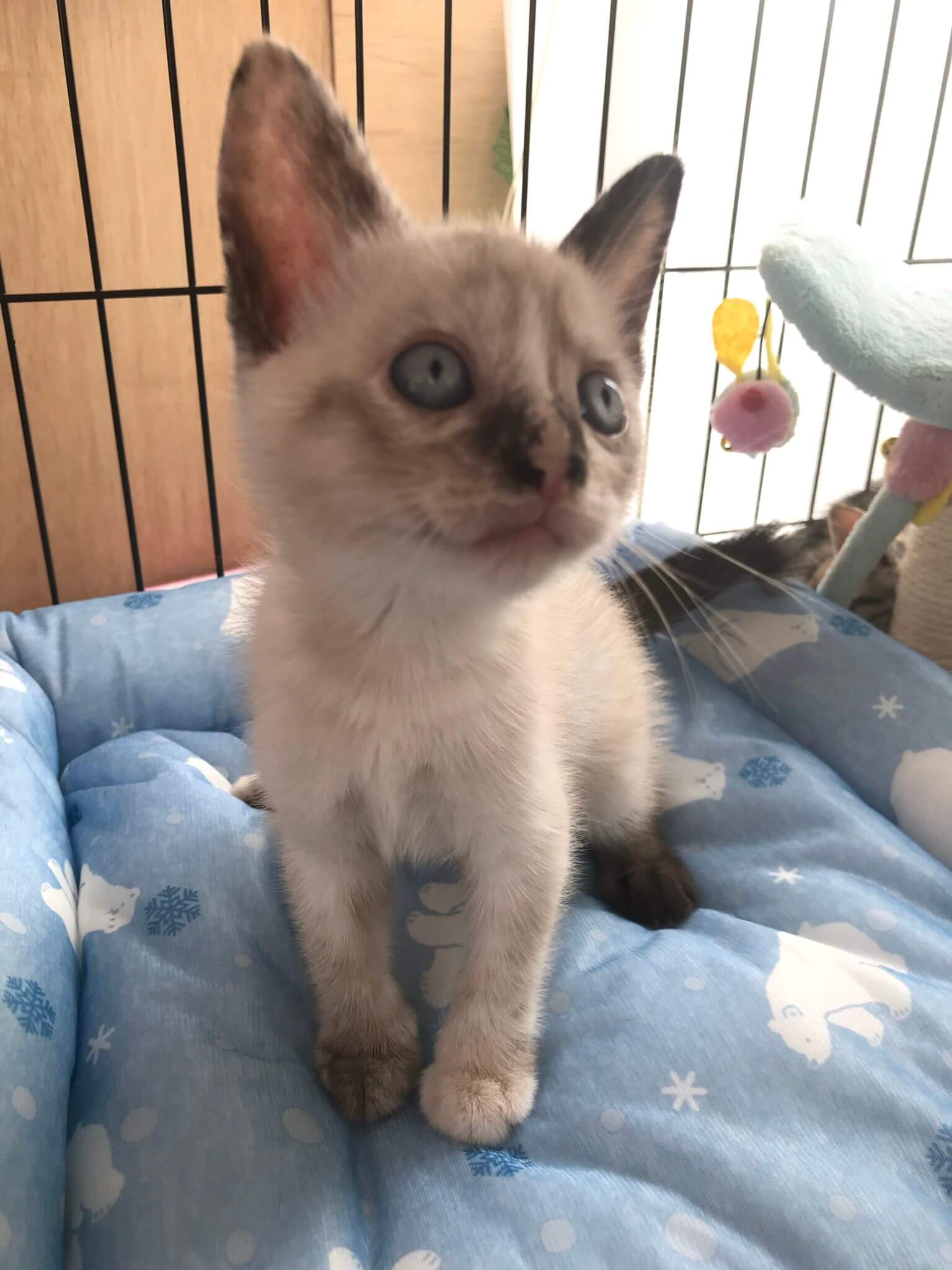 【保護猫】ナディア♀