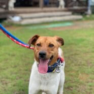 シャイボーイです。家族に迎えてください。