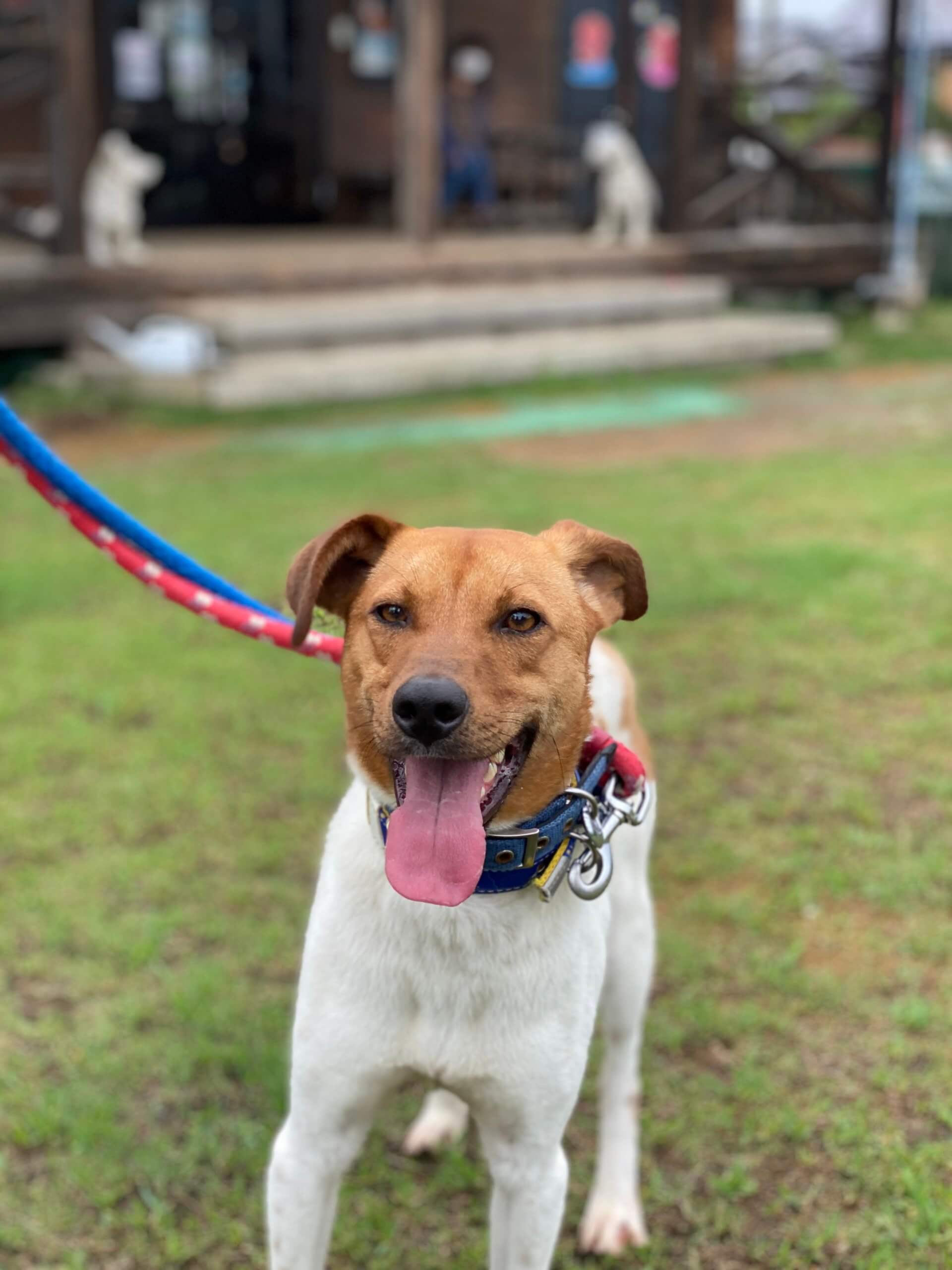 シャイボーイです。家族に迎えてください。