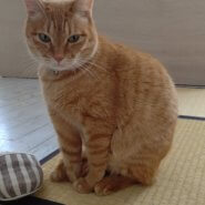 【保護猫】茶トラちー♂丸々かわいい男の子です