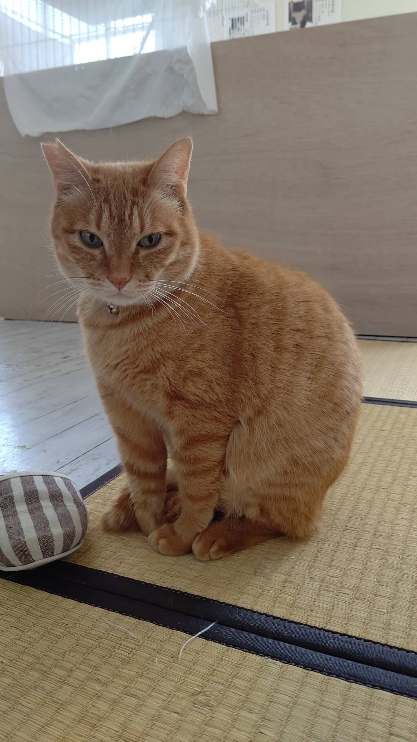 【保護猫】茶トラちー♂丸々かわいい男の子です