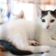 譲渡会開催ෆෆ