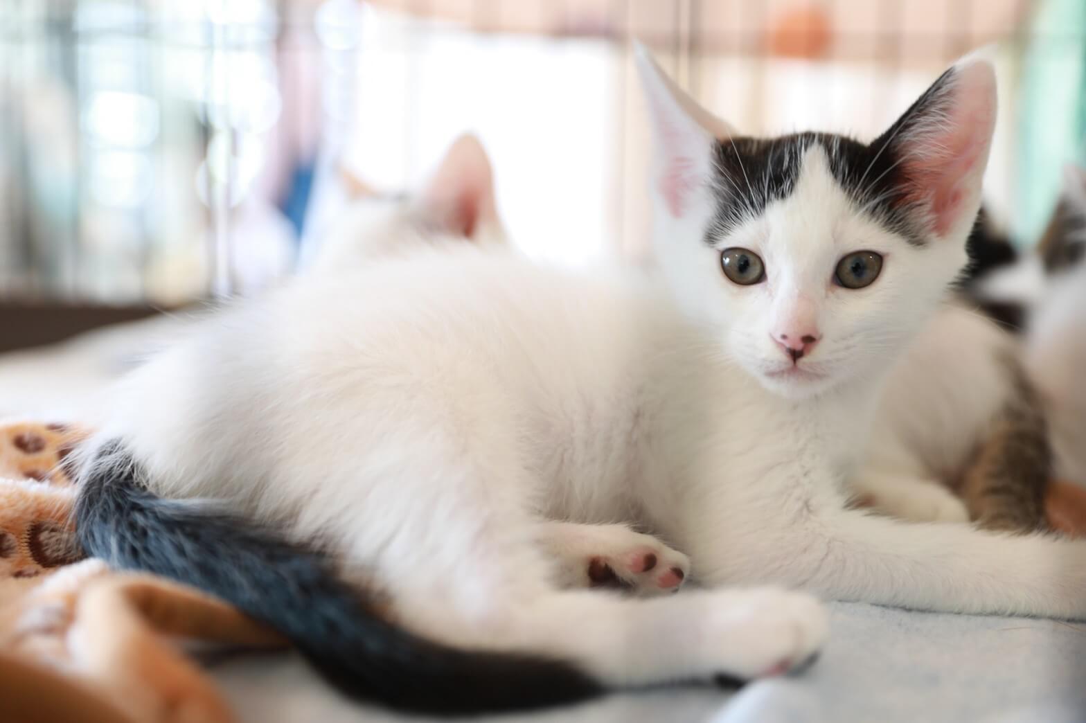 譲渡会開催ෆෆ