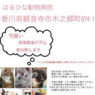 譲渡会開催致します