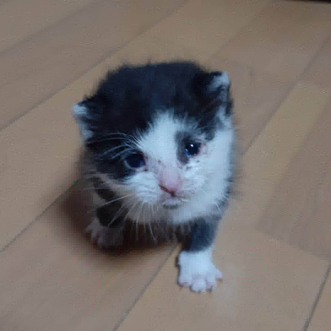 虹の橋を渡ってしまいました