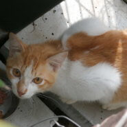 人馴れして大人しくお利口です