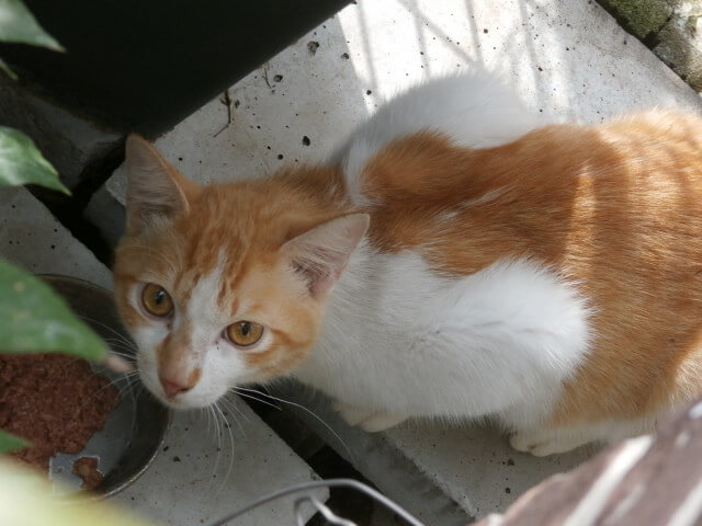 人馴れして大人しくお利口です