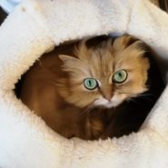 アニー♀チンチラゴールデン