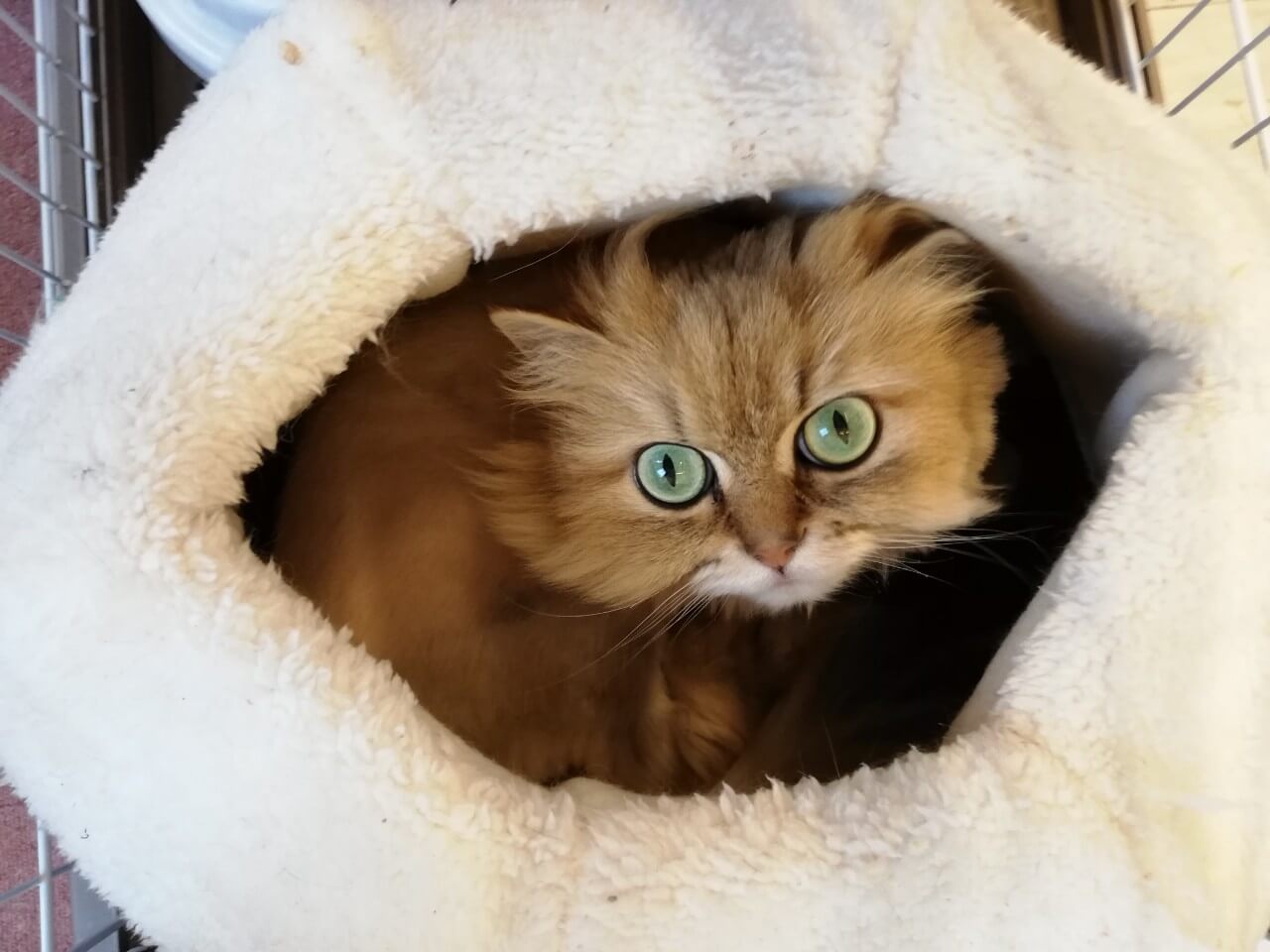 アニー♀チンチラゴールデン