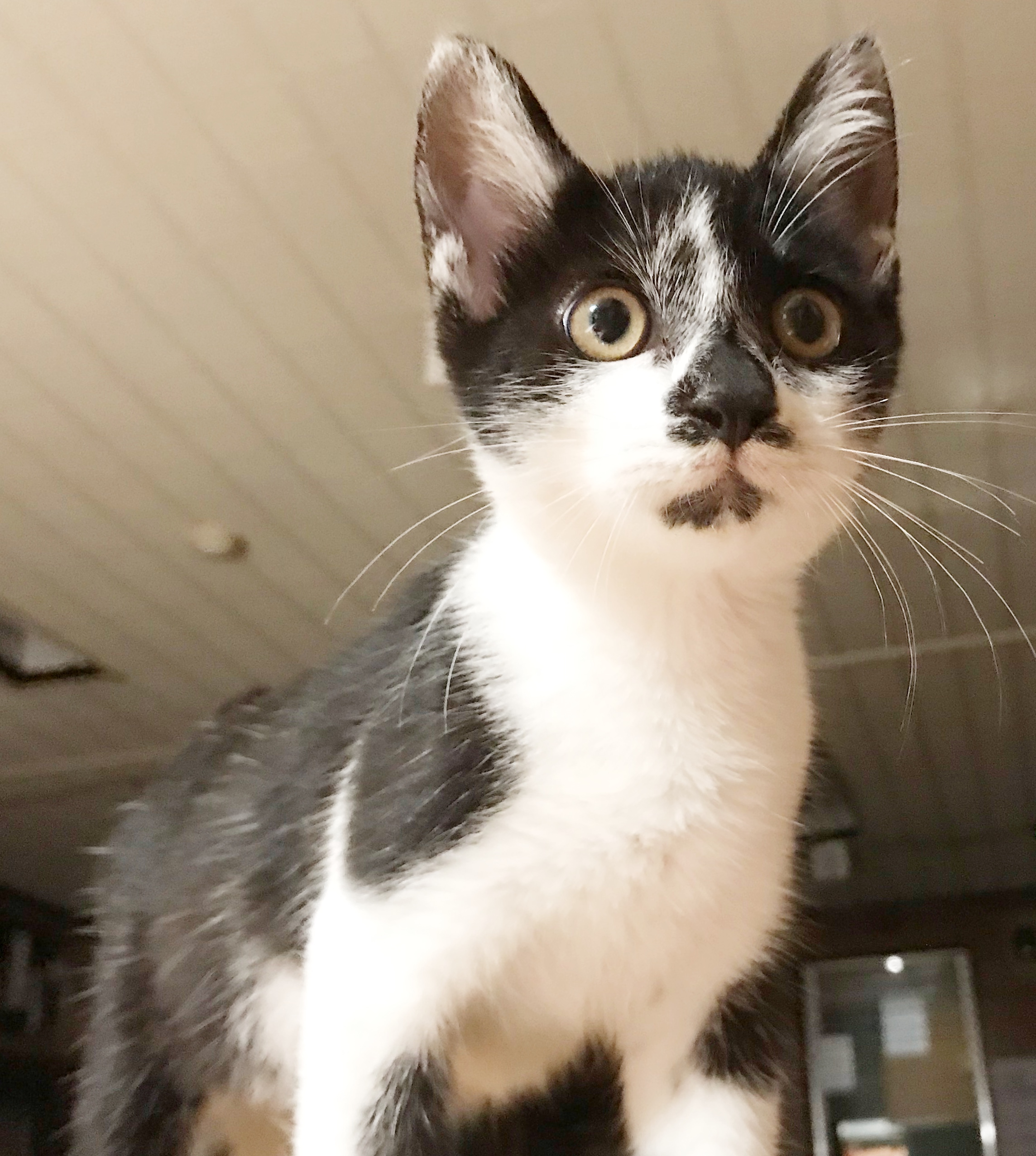 とても人なつっこくて♥おりこうさんな男の子